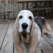 Senior basset hound standing on a deck.