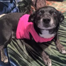 small black dog in a pink shirt