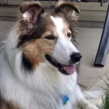 smiling collie dog