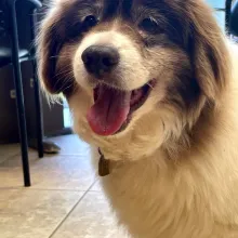 fluffy brown and white dog close up