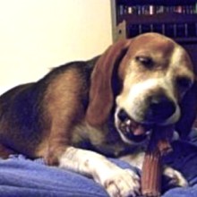 Chance, the Beagle