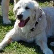 Tex laying in the grass