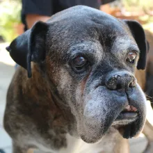 Grey faced Boxer Gordon