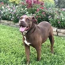 Chocolate pit bull Baylee