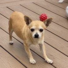 tan chihuahua on wooden deck