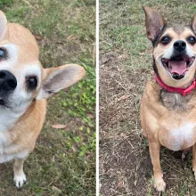 split screen of two chihuahua mixes