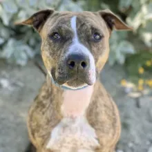 pit bull dog smiling