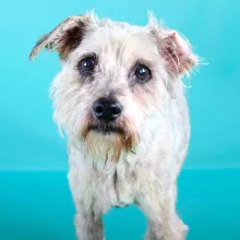 Grey Miniature Schnauzer