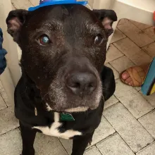 Black pit bull mix Brewster Black pit bull mix Brewster