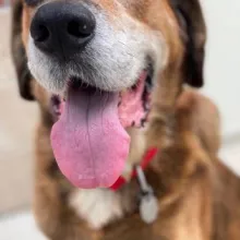 Hound dog with tongue out