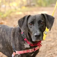 black and brown hound dog