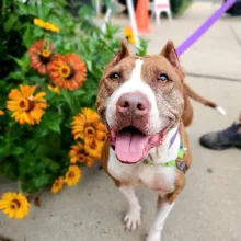 Brown and white Cleo in front of flowers