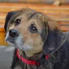 Close up of a black and tan beagle mix