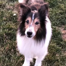 Sheltie Farley