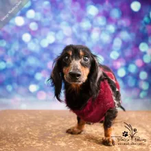 Black and tan dachshund