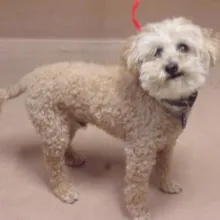 Cream colored terrier mix Harley