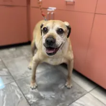 tan dog smiling