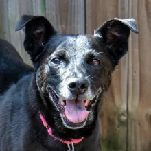 black smiling dog with grey muzzle