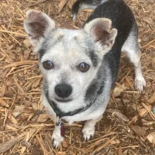 black and grey chihuahua