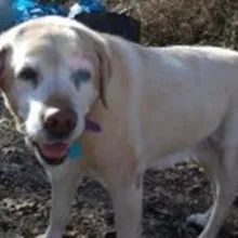 Jane, a Golden Retriever, now deceased