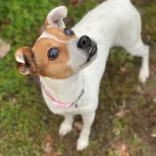 Jack Russell terrier mix Jill