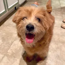 smiling scruffy brown dog