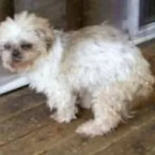 Leena, a small, white, fluffy dog, now deceased