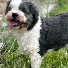 blind shih tzu smiling