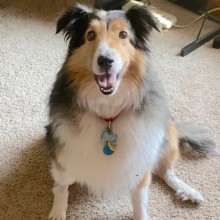 collie dog smiling at the camera
