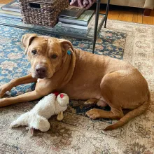 brown dog laying down