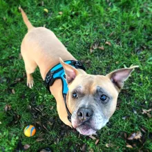 boxer in the grass looking up at camera