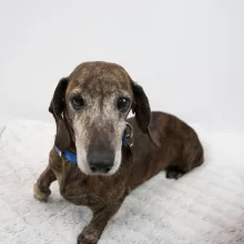 Dappled Dachshund