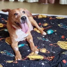 Phillip on dog bed