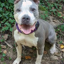 smiling pit bull