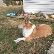 Brown and white collie mix Ridge