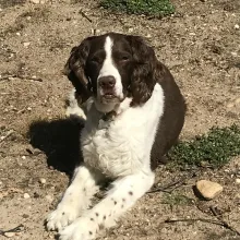 Black and white springer Riley