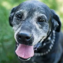 Shadow, a black labrador retriever