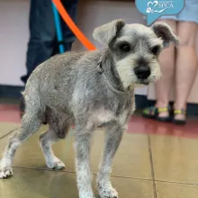 schnauzer on a leash ready to go home