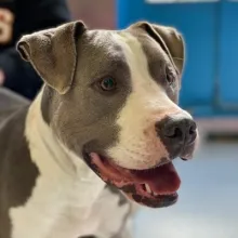 grey and white pitbull smiling