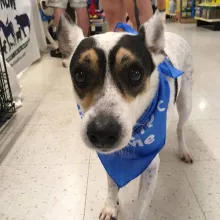 Close up of rat terrier mix