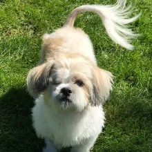 Close up of white and brown Shih Tzu with one eye