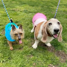 yorkie and bassett hound