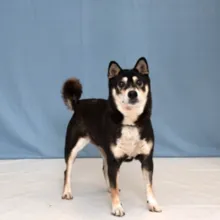 Shiba Inu Sparky