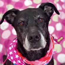 black dog with grey muzzle and pink background