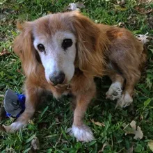 Sugar Pie, a Dachshund, now deceased