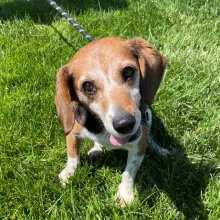 beagle in the grass