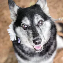 Black and white, large, mixed breed dog