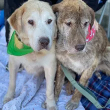 pair of retrievers - one yellow, one chocolate