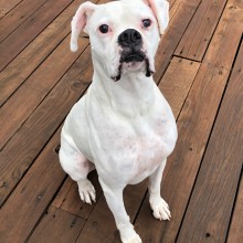 white boxer sitting in front of the camera