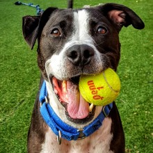 pit bull dog with tennis ball in mouth